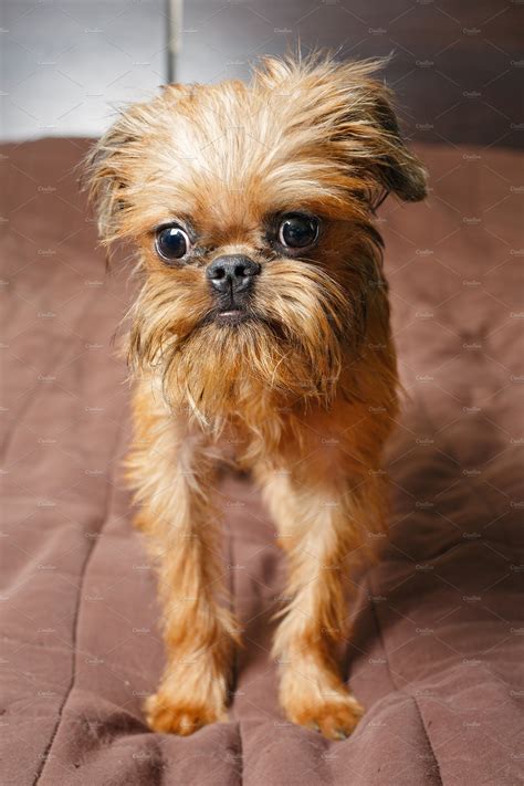 Brussels griffon puppy - A Brussels Griffon puppy for sale, also known as Griffon Bruxellois, originated in Belgium and has a history dating back to the 19th century, when they were developed as small hunting and horse stable dogs and later gained popularity as companion pets. They were even memorialized in folk songs and referred to as "bearded dogs."